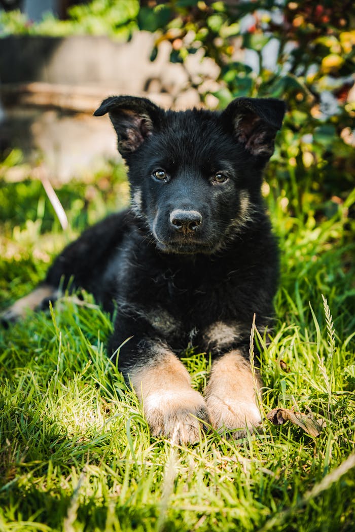 Cute German Shepherd puppy lying on green grass in a vibrant outdoor setting.