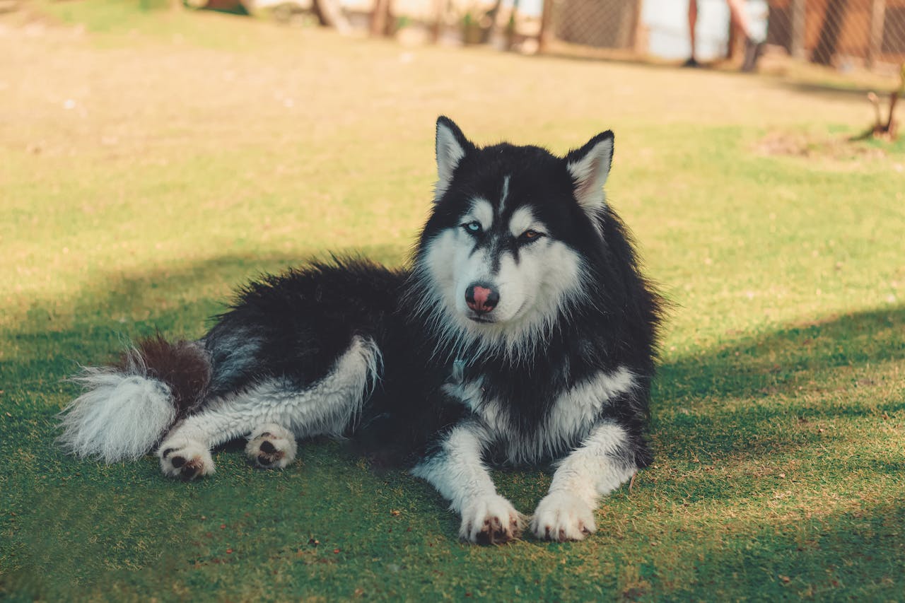 Siberian Husky lying peacefully on grass in a sunny outdoor setting.