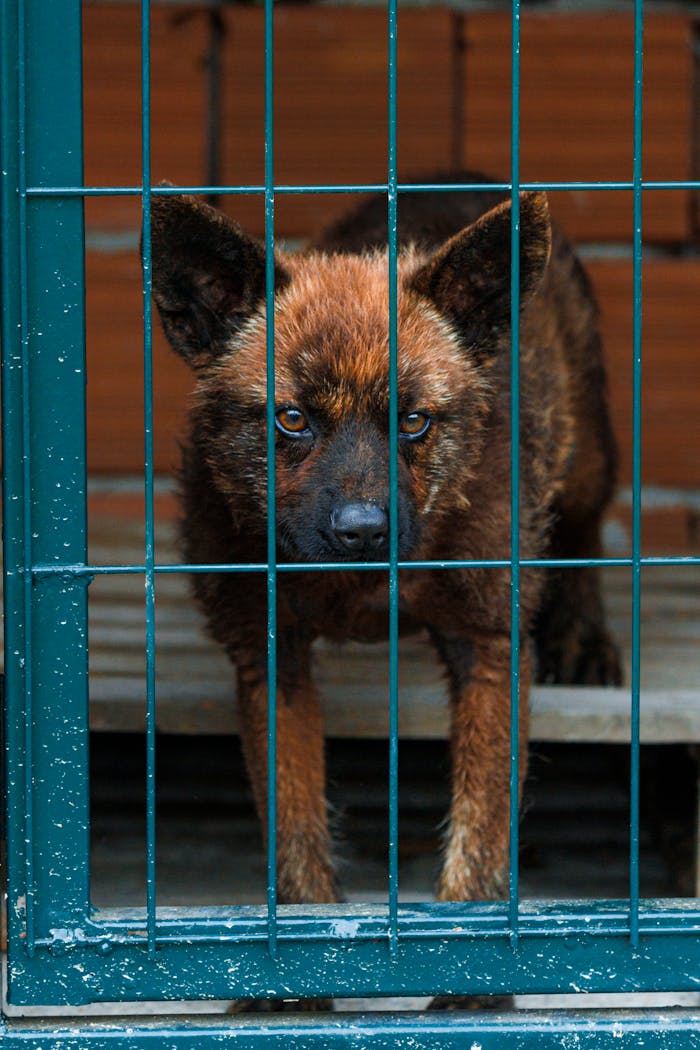 Portrait of a dog behind bars in an outdoor setting, showing a contemplative expression.