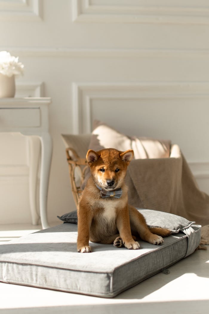 Charming Shiba Inu puppy sitting on a cushion in a bright, cozy room.