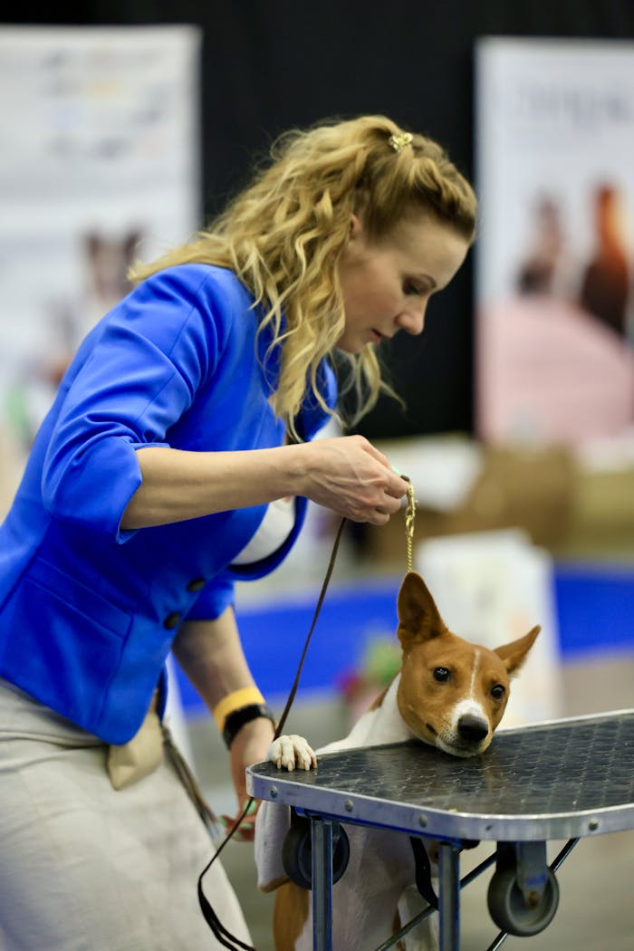 A woman in blue jacket handling a basenji dog on a table at a dog show.