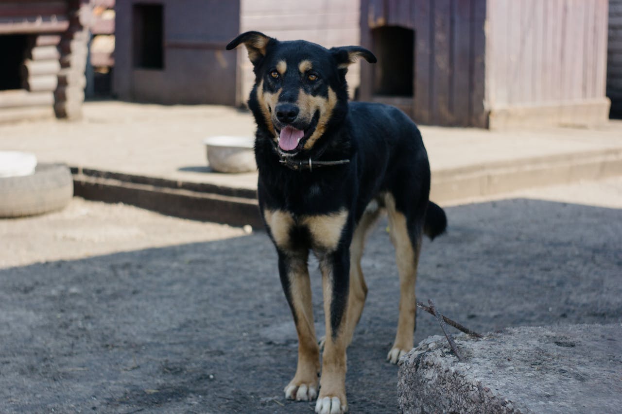 A black and tan dog happily standing in an outdoor kennel setting.
